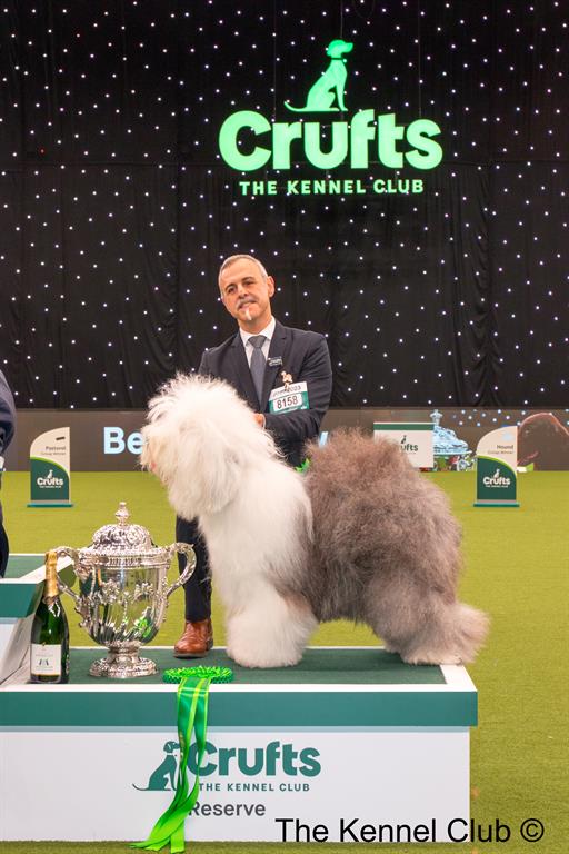 Crufts old best sale english sheepdog